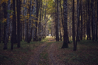 Sunlit birch forest path in autumn with fallen leaves