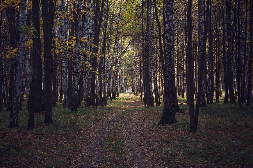 Sunlit birch forest path in autumn with fallen leaves