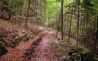 Winding forest trail covered in autumn leaves and mossy rocks