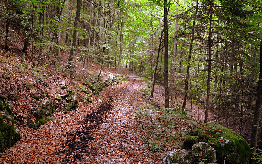 Winding forest trail covered in autumn leaves and mossy rocks