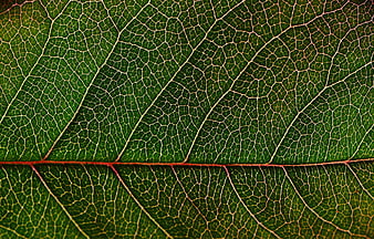 Macro Photography of Green Leaf Veins Texture