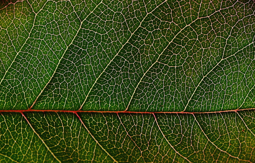Macro Photography of Green Leaf Veins Texture