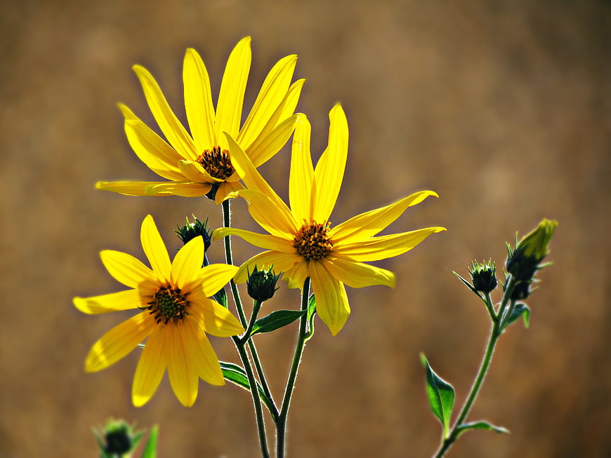 Vibrant Yellow Wildflowers Against Blurred Brown Background