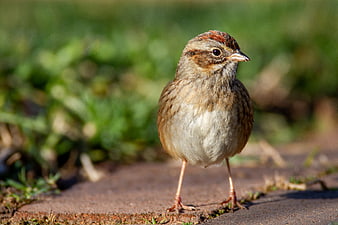 Close-up of a Field Sparrow Standing on a Path