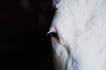 Close-up of a white horse's eye against a dark background