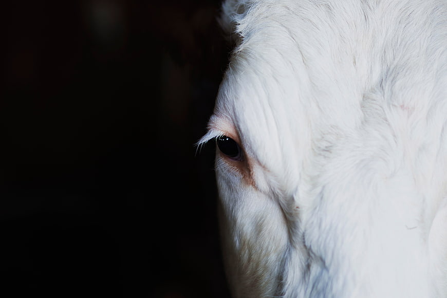 Close-up of a white horse's eye against a dark background