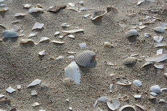Close-up of seashells scattered on wet sandy beach