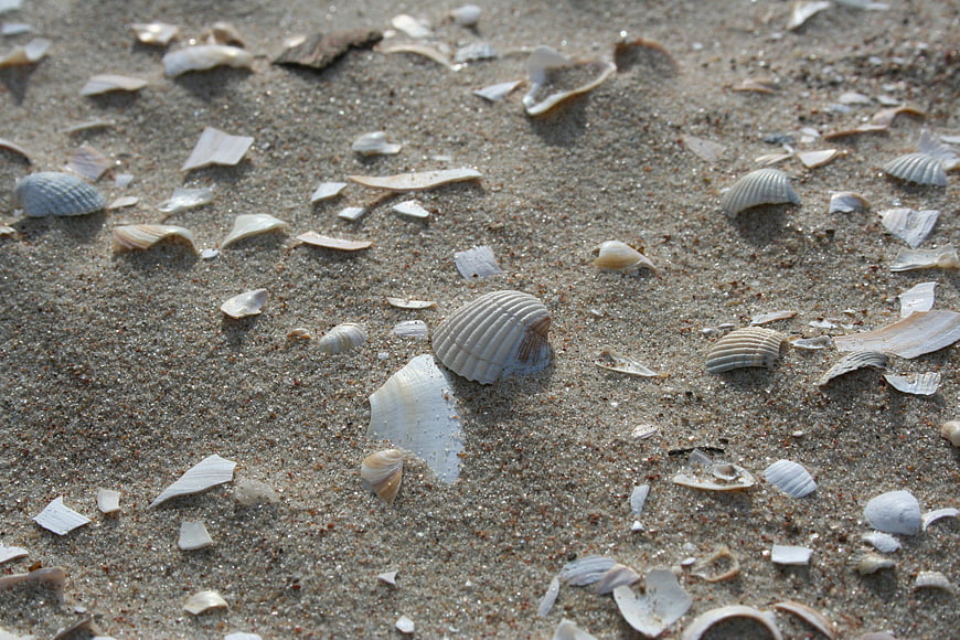 Close-up of seashells scattered on wet sandy beach