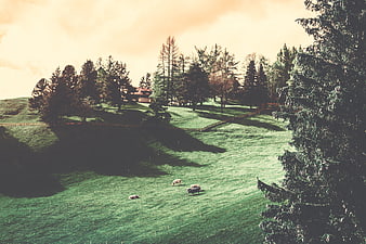 Cows grazing on a green hillside with trees and a house