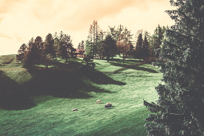 Cows grazing on a green hillside with trees and a house