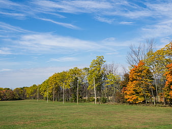 Autumn Field with Colorful Trees and Blue Sky