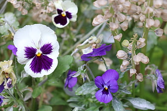 Close-up of white and purple pansies in a garden