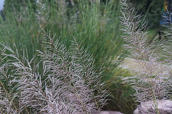Close-up of ornamental grass plumes with blurred green background