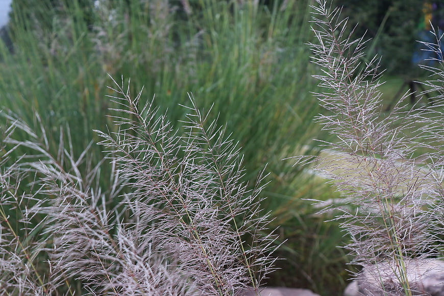 Close-up of ornamental grass plumes with blurred green background