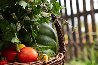 Fresh Summer Harvest Basket with Tomatoes, Pumpkin, and Mint