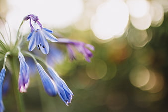 Close-up of Blue Agapanthus Flower with Bokeh Background