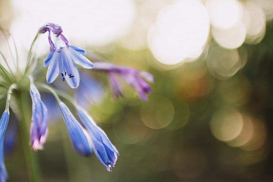 Close-up of Blue Agapanthus Flower with Bokeh Background
