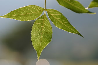 Close-up of green leaf with detailed veins against blurred background