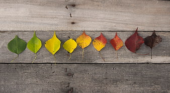 Colorful autumn leaves arranged on rustic wooden background