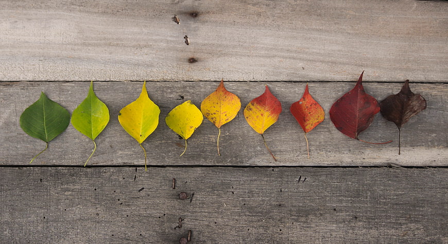 Colorful autumn leaves arranged on rustic wooden background