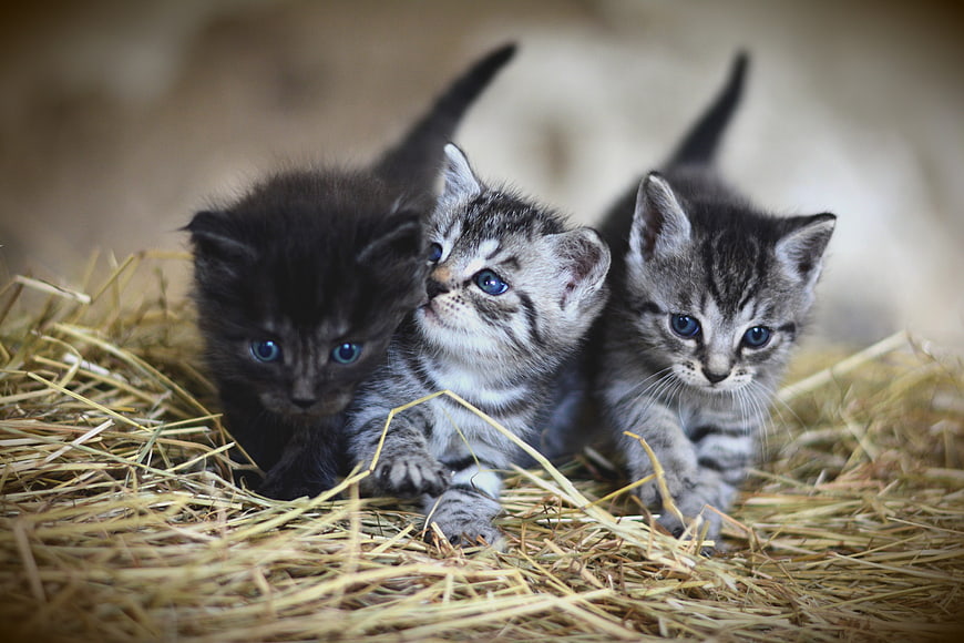 Three Adorable Kittens Resting on a Bed of Straw