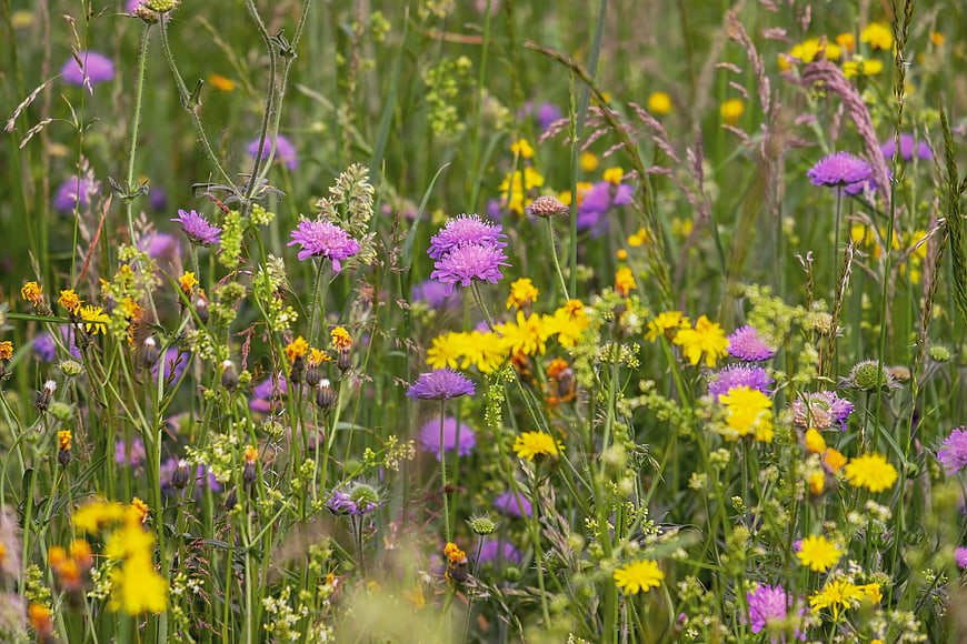 Vibrant Wildflower Meadow with Purple and Yellow Blooms