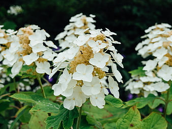Close-up of White Hydrangea Flowers with Ants
