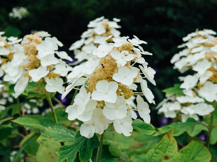 Close-up of White Hydrangea Flowers with Ants