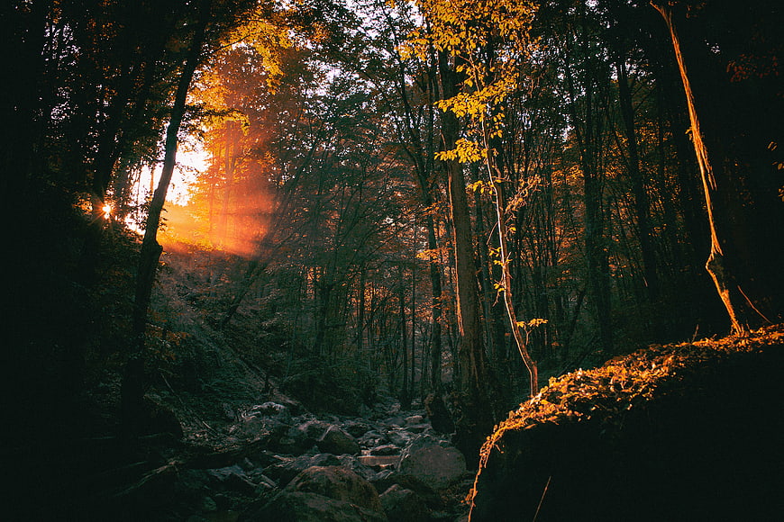 Sunlight streaming through autumn forest trees over rocky stream