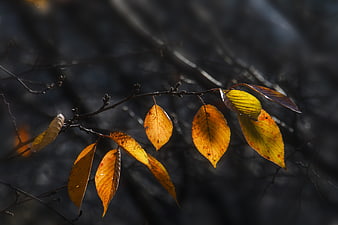 Backlit autumn leaves on a branch against dark background
