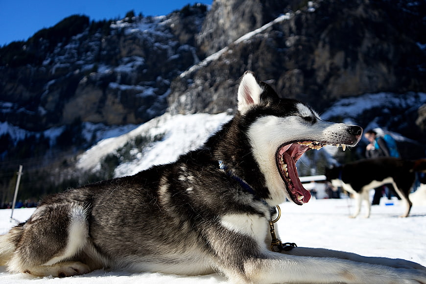 Siberian Husky Yawning in Snowy Mountain Landscape