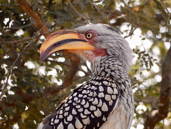 Close-up of Southern Yellow-billed Hornbill in Tree