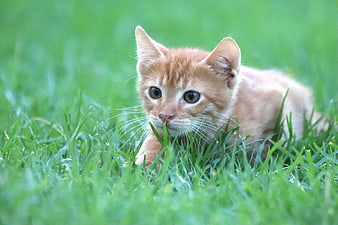 Cute Orange Kitten Crouching In Green Grass