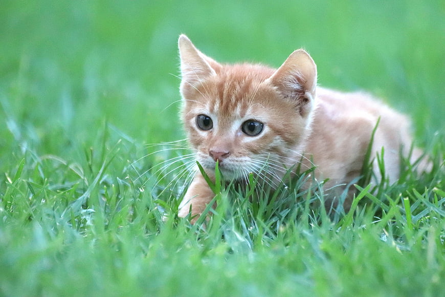 Cute Orange Kitten Crouching In Green Grass