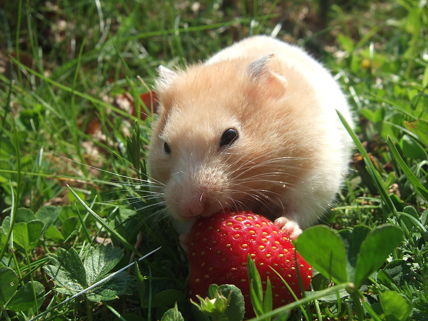 Golden hamster eating a strawberry in green grass
