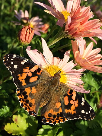 Painted Lady Butterfly on Pink Chrysanthemum Flower