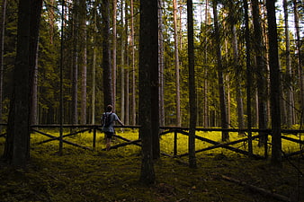 Man with backpack standing by wooden fence in pine forest
