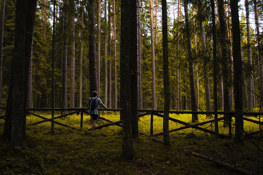 Man with backpack standing by wooden fence in pine forest