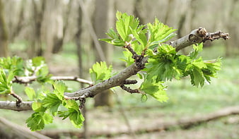Fresh green leaves sprouting on a tree branch in spring