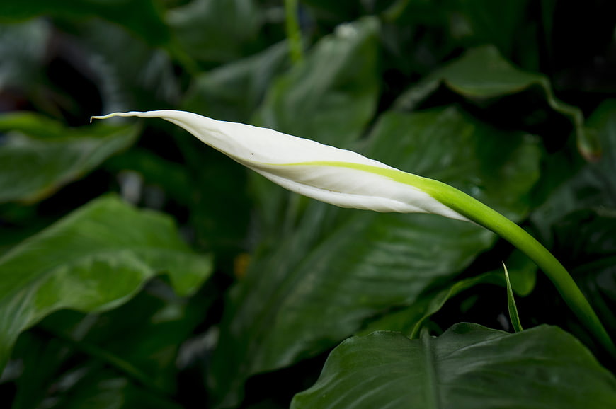 White Peace Lily Flower Bud Against Green Leaves