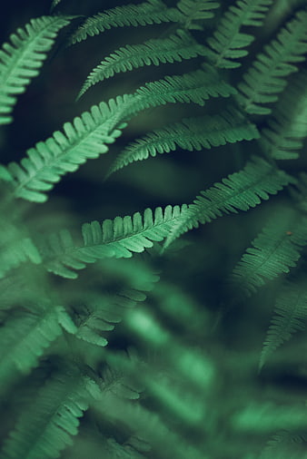 Close-up of lush green fern leaves in a forest