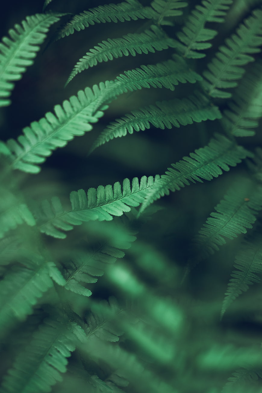 Close-up of lush green fern leaves in a forest