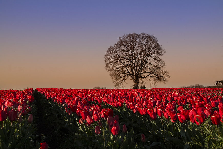 Red Tulip Field with Solitary Tree at Sunset