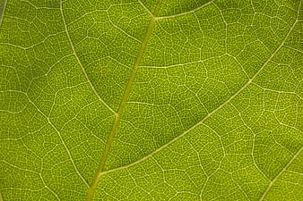 Macro Close-Up of Green Leaf Veins and Texture