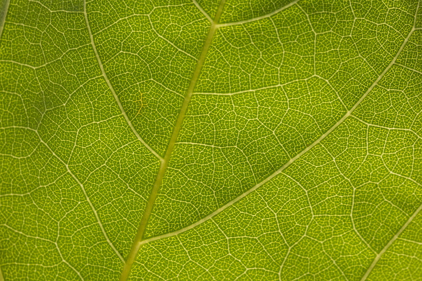 Macro Close-Up of Green Leaf Veins and Texture