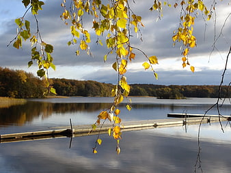 Autumn birch leaves framing a serene lake with wooden dock