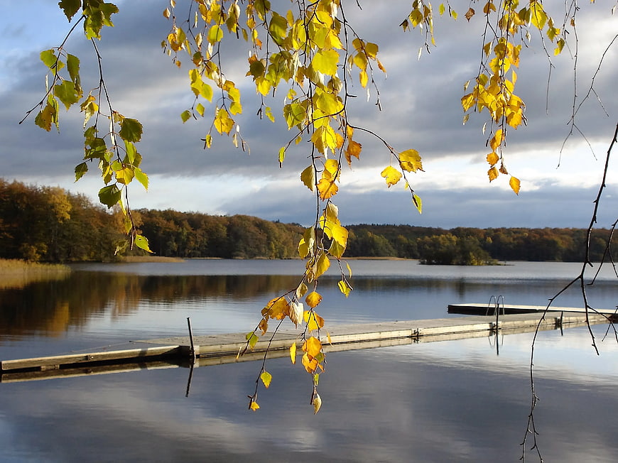 Autumn birch leaves framing a serene lake with wooden dock
