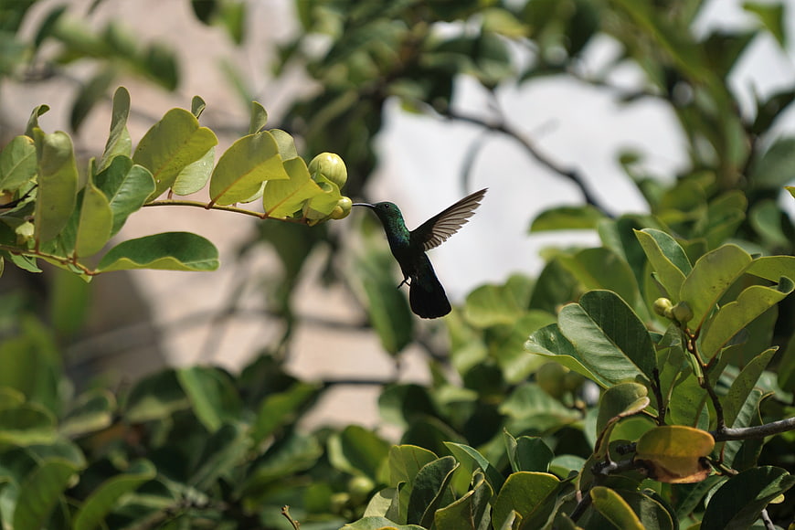 Hummingbird Feeding on Green Fruit in Flight