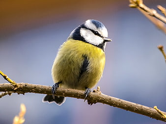 Eurasian Blue Tit perched on a branch in spring