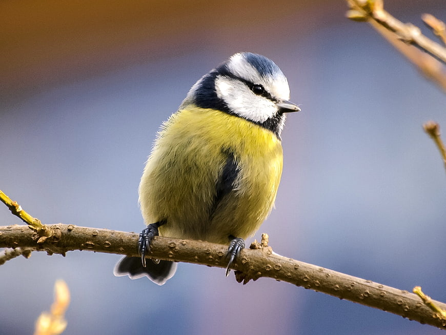 Eurasian Blue Tit perched on a branch in spring